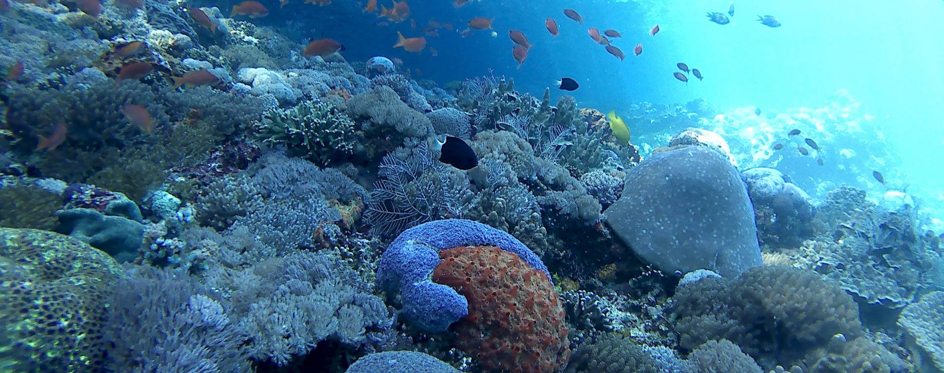 underwater